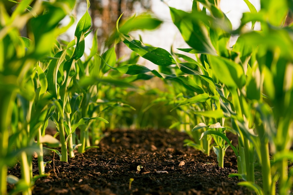 Agriculture application